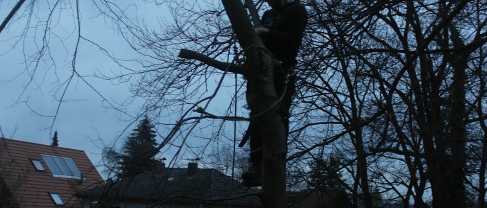Baumschnitt - Seilklettertechnik