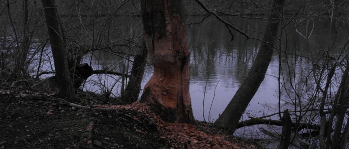 Biberfraß - am - Baum