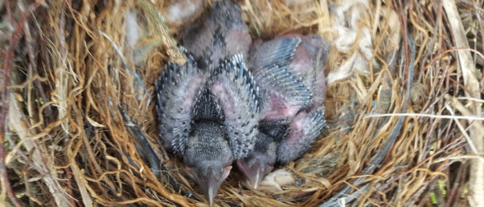 Babyvögel- im- Nest